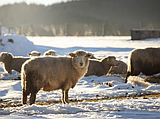 PET TALK Breathing easy: Protecting livestock from respiratory disease