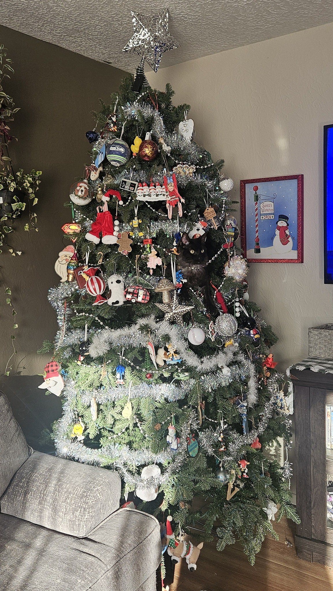 Jessica Vankemseke said the family awoke December 19 to find that they had an extra ornament – in the shape of their feline family member – in their tree. We wonder how much catnip will be in his stocking...