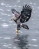 SA... Majesty in motion