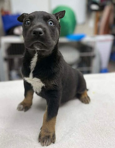 A Candy Cane for Christmas