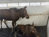 Four moose relocated from University of Idaho arboretum