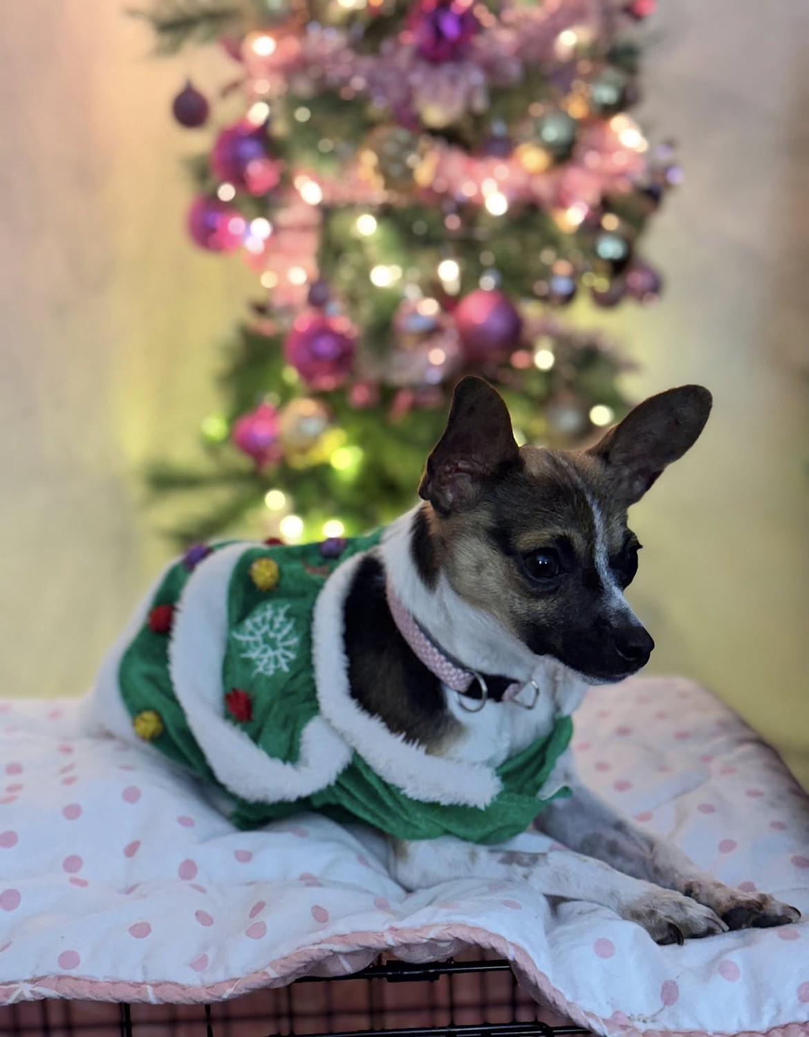 Chihuahua Daisy was found wandering around the streets of Ephrata on a rainy night and brought to Rock Bottom Rocker Pet Pantry by a delivery driver in November. She found a forever home about a month later.