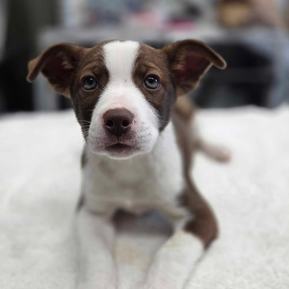 Chomps was adopted from Adams County Pet Rescue in June.