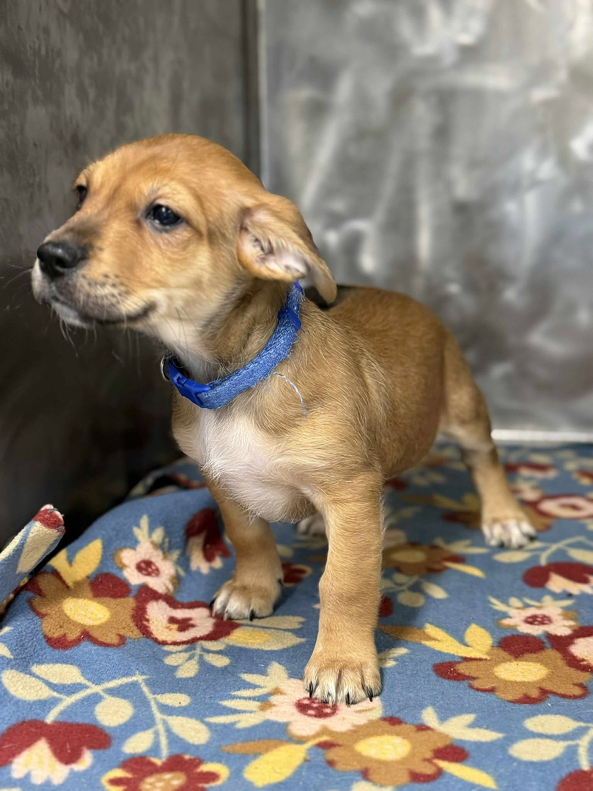 Brakeman was found by the railroad tracks near Othello and adopted in July from Adams County Pet Rescue.