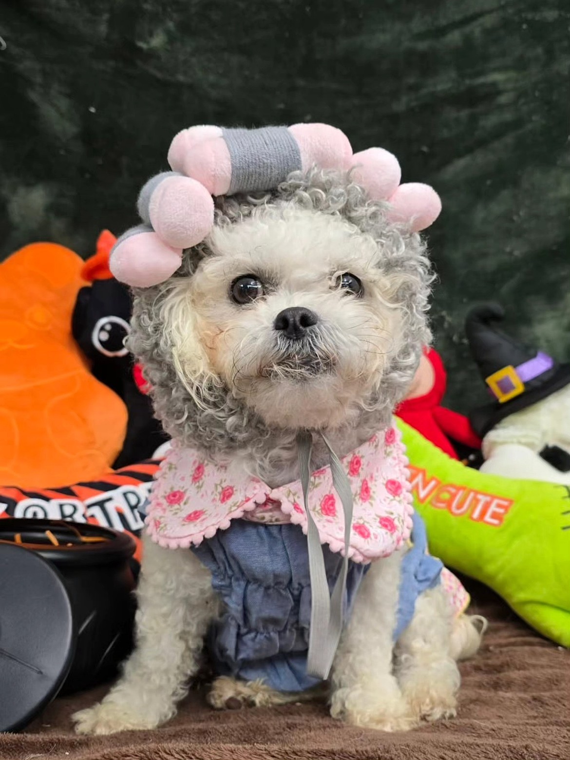 Camelia, shown here getting ready for Halloween, found her forever home from Adams County pet Rescue.