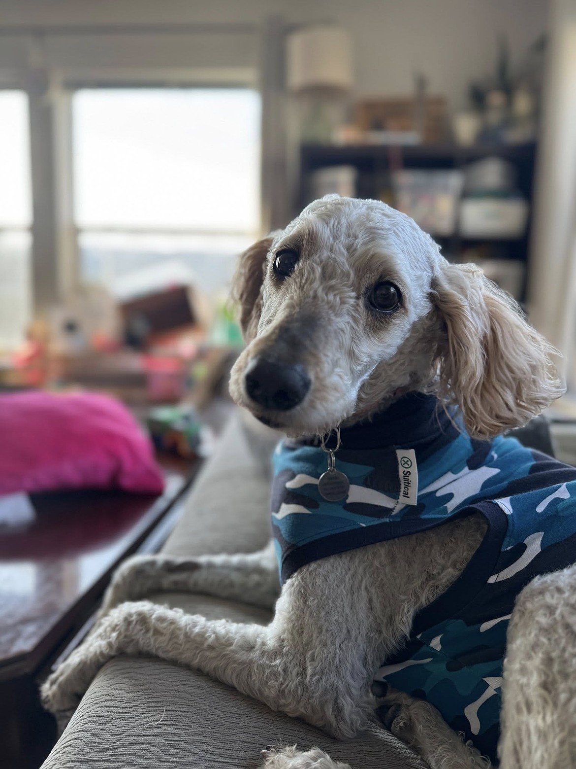 Gracie found a home in September from Rock Bottom Rocker Pet Pantry.