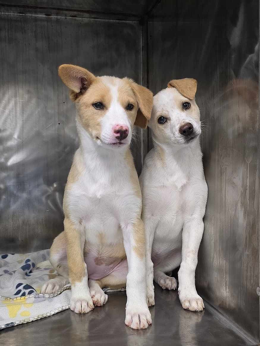 The Floats – Coke and Orange – were adopted from Adams County Pet Rescue in June.