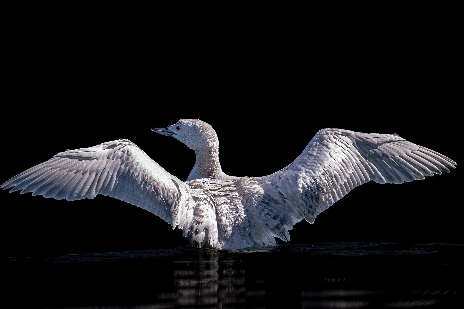 loon_2.jpg.1500x1000_q85_box-0%2C0%2C300