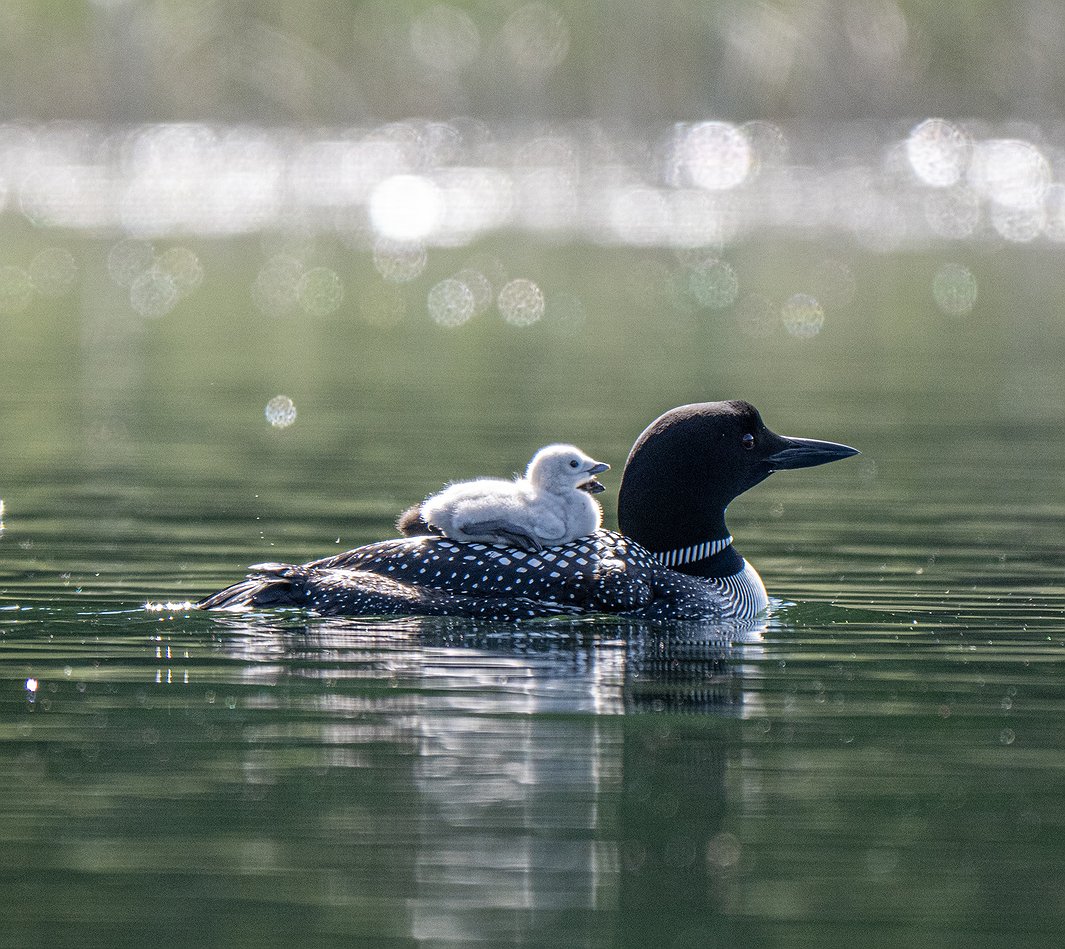 loon_4.jpg.1065x949_q85_box-0%2C0%2C2130