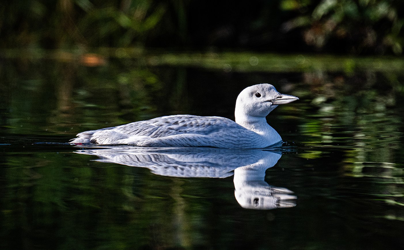 loon_5.jpg.1403x869_q85_box-0%2C0%2C2807