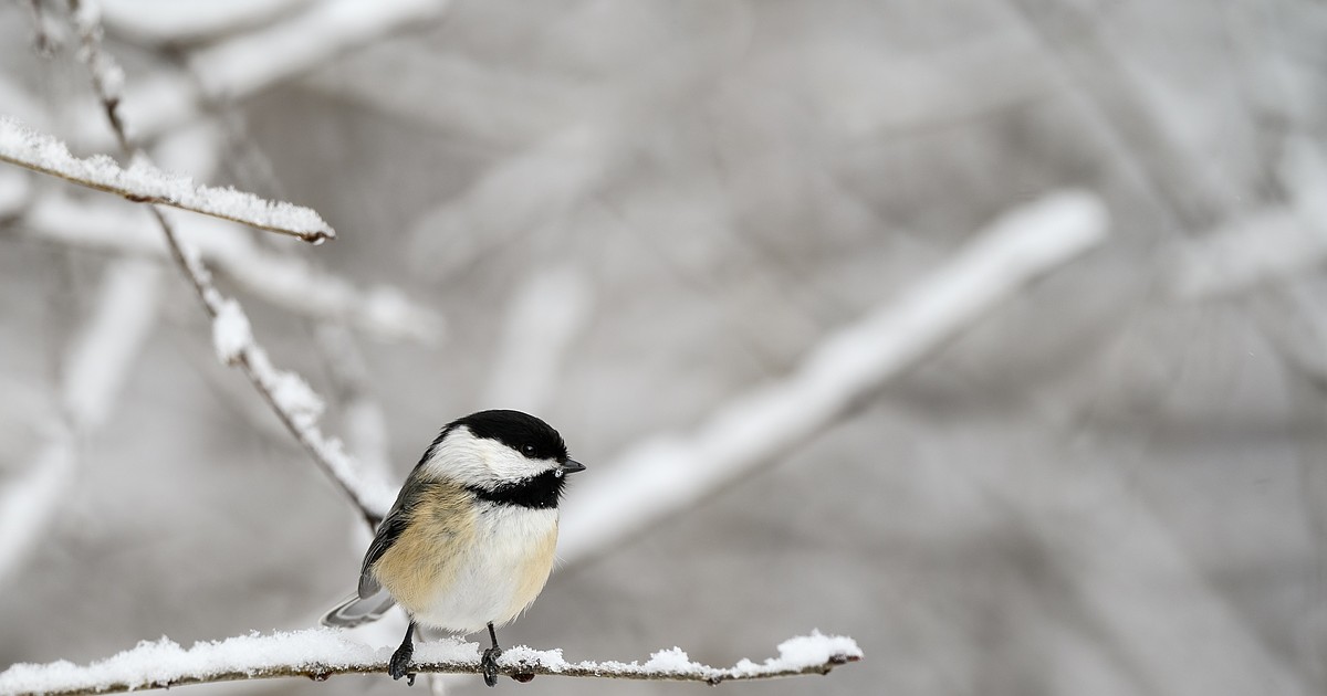 The region's changing face of winter birdlife
