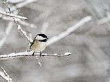 The region's changing face of winter birdlife