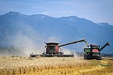 Limited yield: High costs force Northwest Montana farmers to restrict wheat planting