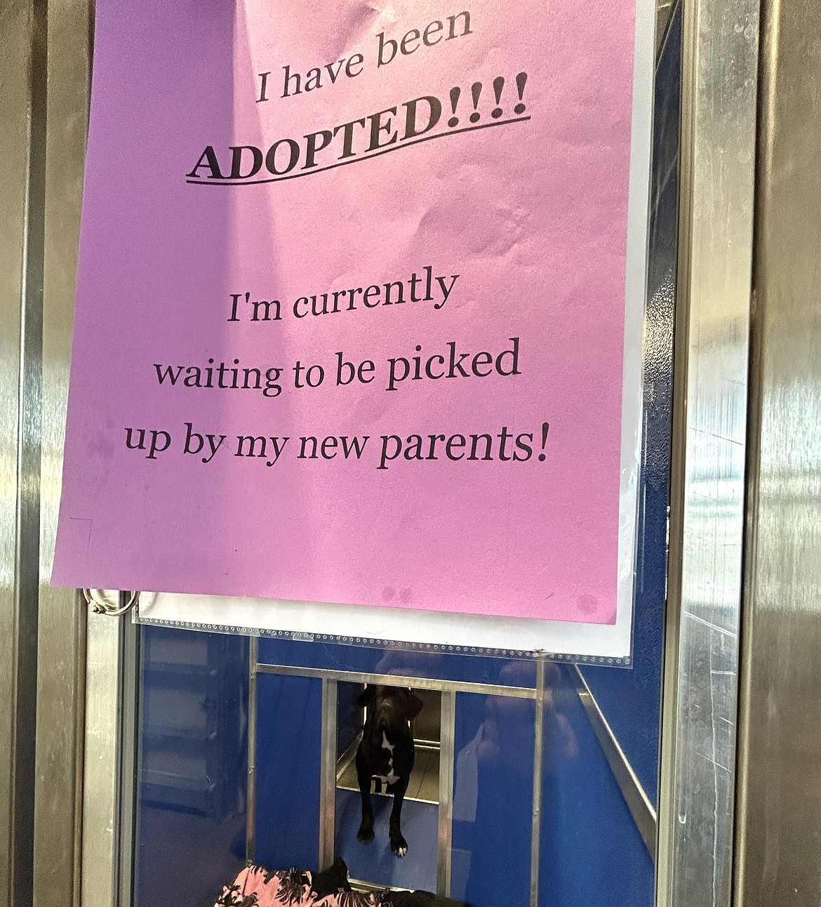 A sign says this dog has been adopted at Companions Animal Center.