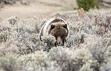 Yellowstone grizzly range contracts by 4%