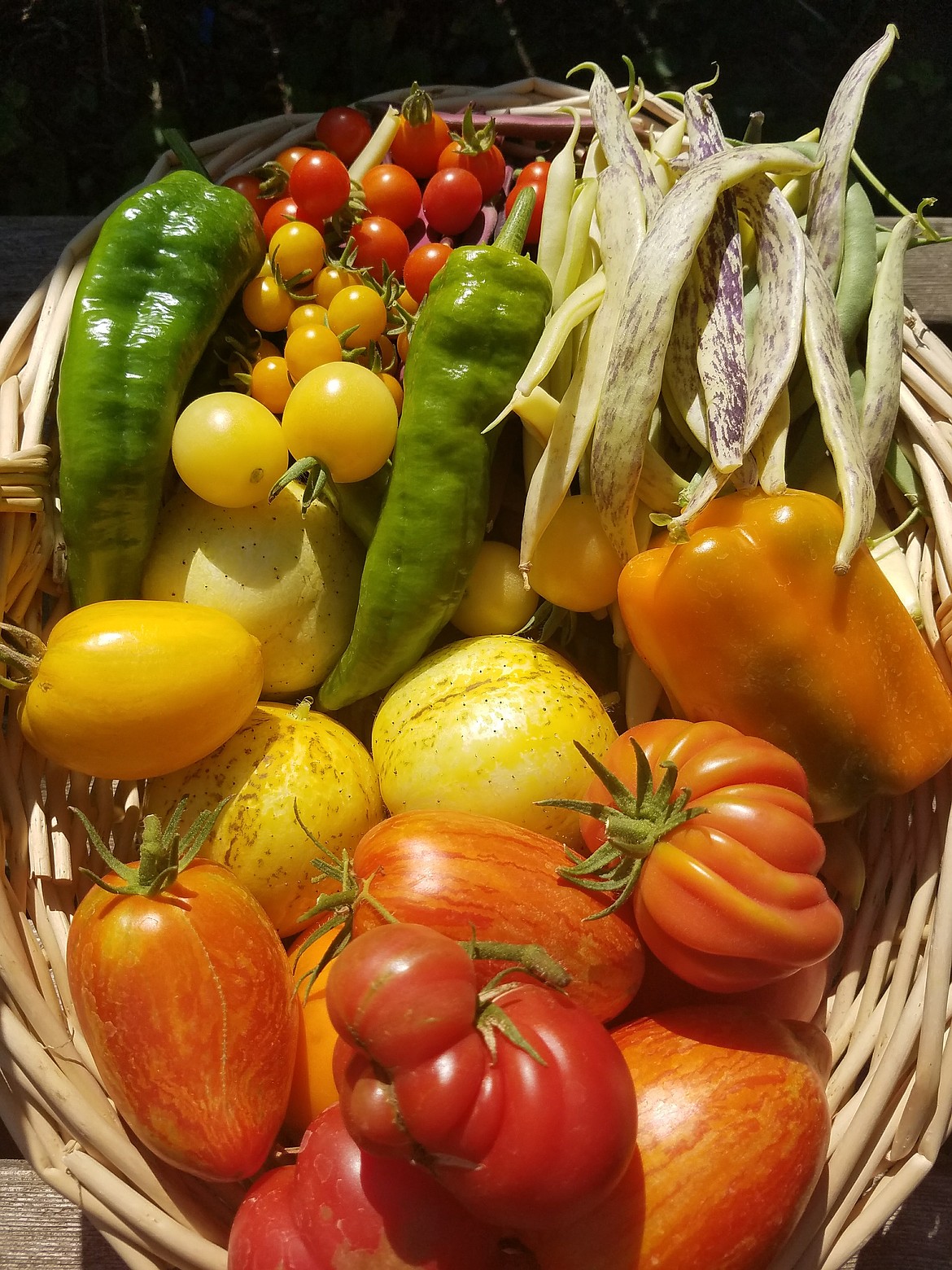 The goal in vegetable gardening is to get a harvest. For our climate, choose short-season or early varieties, or crops with a days-to-maturity of 90 days or less, to succeed.