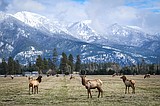 State biologists seek answers to rut in South Fork elk numbers