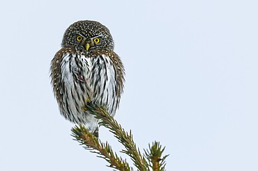 My first northern pygmy-owl sighting, on the border of a wooded property near Columbia Falls on Saturday, Jan. 18. (Casey Kreider/Daily Inter Lake)