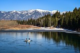 Flathead Basin fish free of forever chemicals