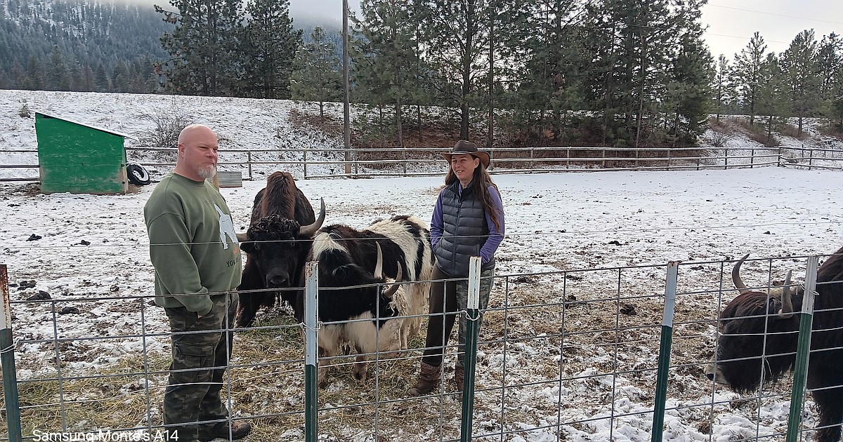 Yak ranch takes root in St. Regis