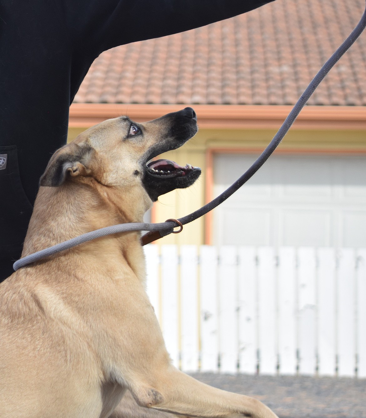 Poppy, a Belgian Malinois mix is still looking for her permanent home. She has been a resident at GCAO since 2023. According to staff, she is very smart, energetic and likes to be kept busy.
