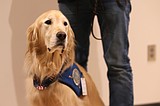 ‘Comfort dog’ supports veterans in court