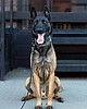 Boundary County Probation to acquire dedicated K-9 vehicle