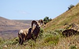 Idaho Fish and Game will move bighorn sheep from Oregon to Jacks Creek