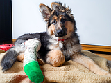 PET TALK When the knee gives out: Understanding TPLO surgery
