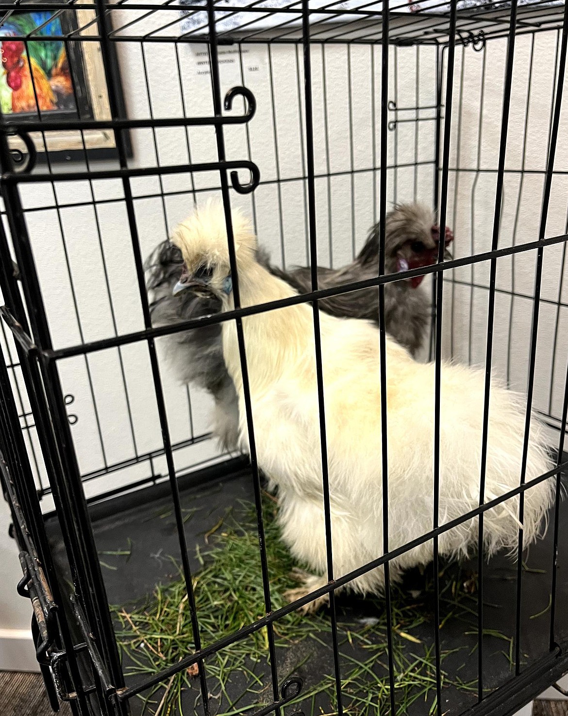Also in attendance at The Chicken Show at Up Town Art Gallery were silkie chickens Pearl, in front, and Grayson.