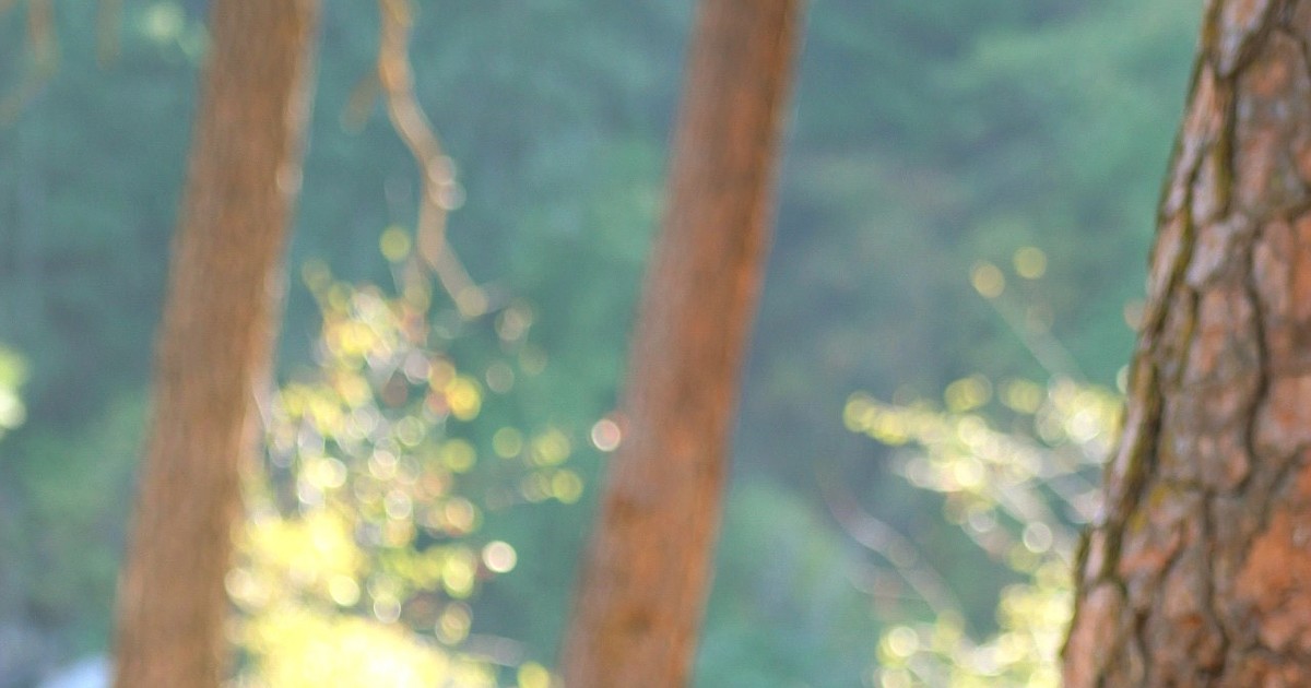 Coeur d'Alene Charter seniors to serve as pages in Idaho House