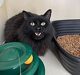 Whisker away your worries with Wiley