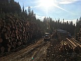 FEB NIBJ: Timber!