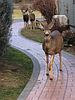 Feeding backyard deer, elk does more harm than good