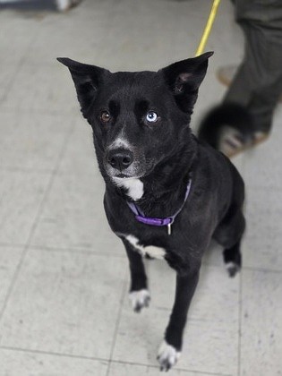 Meet Pride – ready to unleash her love