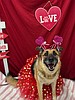 Meet Georgine – your future fur-ever Valentine