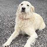 Adopt a gentle giant