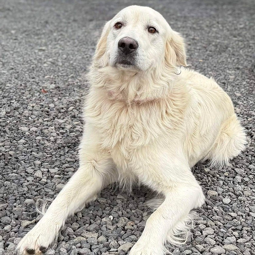 Adopt a gentle giant