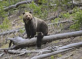 Reward rises on illegal griz killing