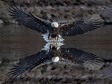 Bald eagle photo contest winners have landed
