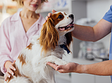 How to help pets handle stressful situations