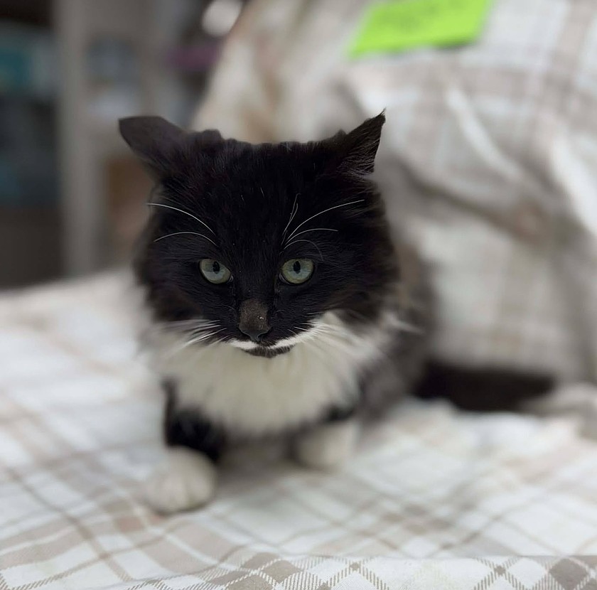Dashing young kitten seeks new home