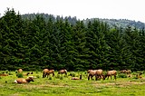Fish and Game to capture, collar elk calves