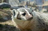 LOCAL FACTS: The North American Badger