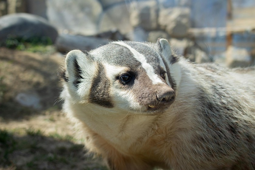 The North American badger can be found in Grant and Adams counties, but is generally nocturnal so may not be seen often. They mostly eat small rodents and insects but will occasionally take on larger prey.