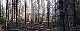 Timber harvest planned for Farragut area