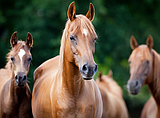 Filtering the future: Hemoperfusion brings new hope for septic horses