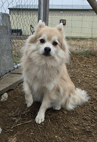 A tiny Pomeranian with a galaxy of charm