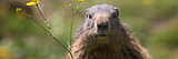Groundhogs are lousy forecasters but valuable animal engineers – and an important food source