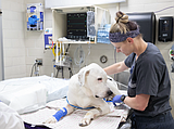 PET TALK Understanding the depths of pet sedation and anesthesia